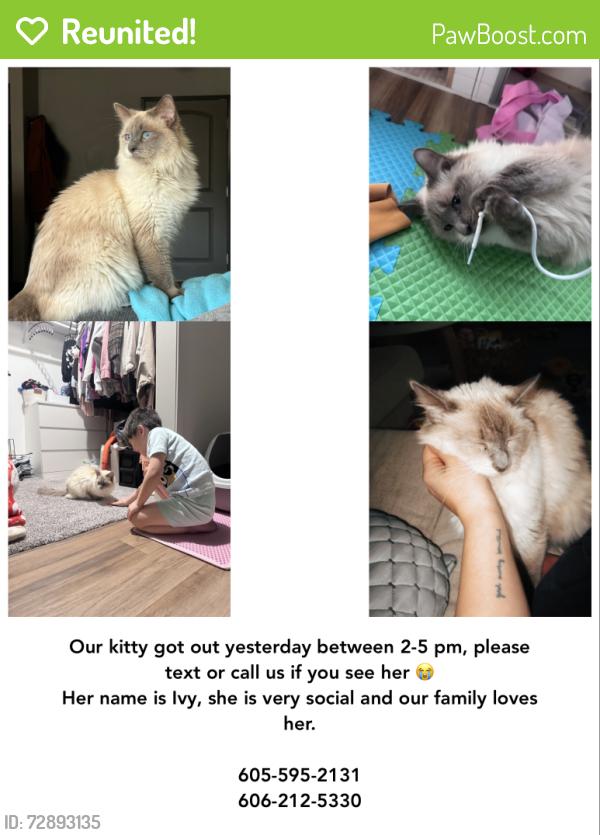 Reunited Female Cat last seen At home, Sioux Falls, SD 57108