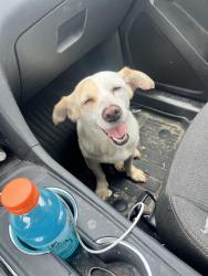 Found/Stray Female Dog last seen Rose valley subdivision , I-10 East Corridor, TX 78109