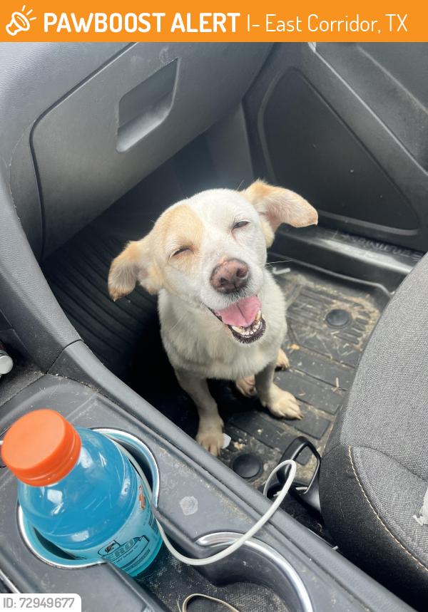 Found/Stray Female Dog last seen Rose valley subdivision , I-10 East Corridor, TX 78109