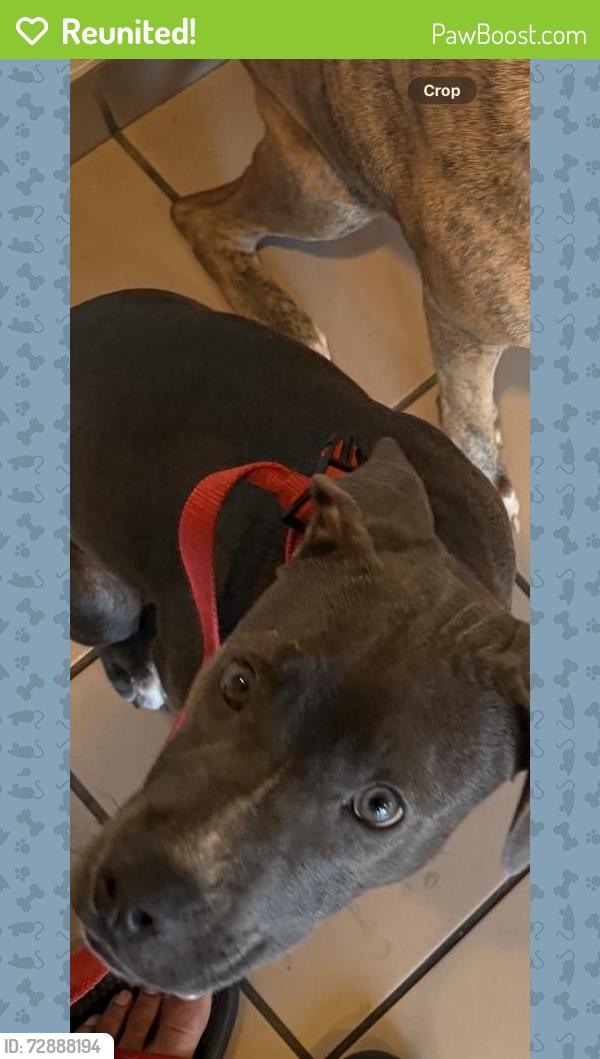 Reunited Female Dog last seen Near highway davis blvd, North Richland Hills, TX 76180