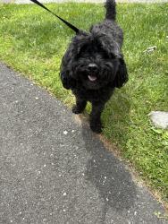 Reunited Male Dog last seen Midrocks, Norwalk, CT 06851