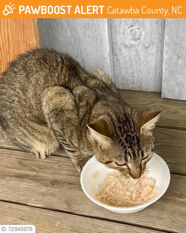 Found/Stray Unknown Cat last seen Dollar General Claremont, Catawba County, NC 28610