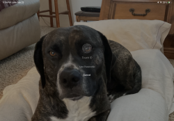 Reunited Male Dog last seen SE Rosewood Ln/ LaCreole Dallas , Dallas, OR 97338