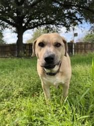 Reunited Male Dog last seen North bryan, Bryan, TX 77803