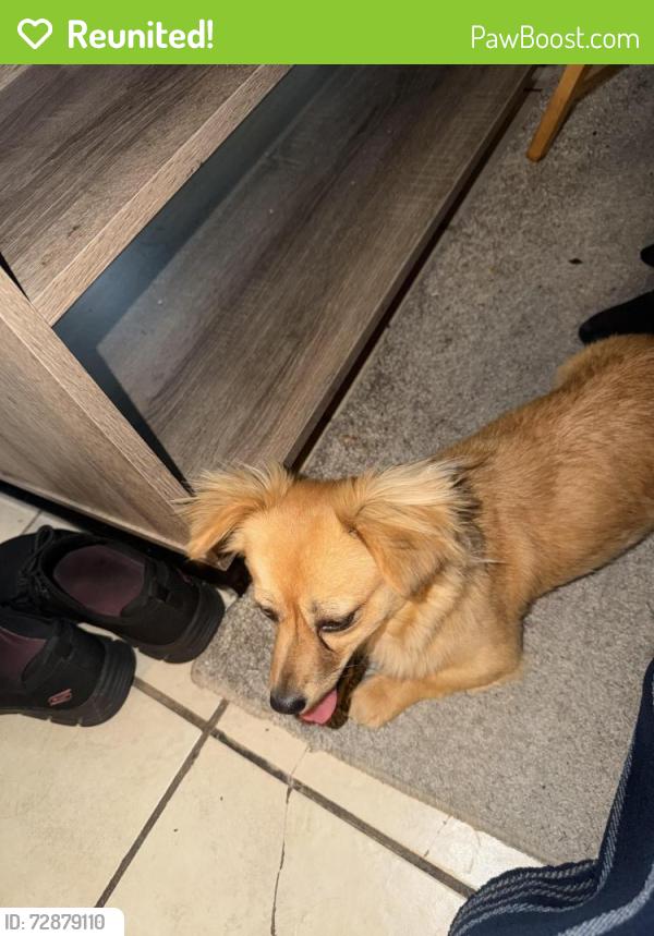 Reunited Female Dog last seen Mills, San Jose, Montclair, CA 91763