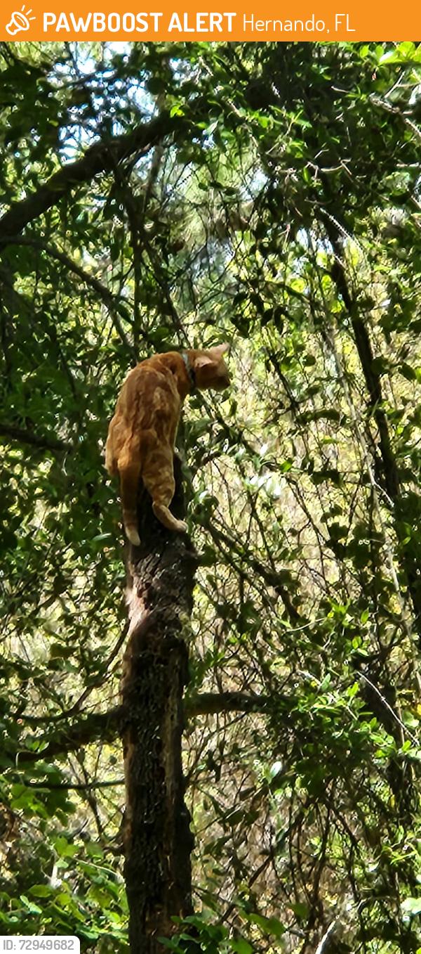 Found/Stray Unknown Cat last seen N Anthony , Hernando, FL 34442