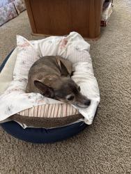 Reunited Male Dog last seen Northgate and Potomac, Sacramento, CA 95833