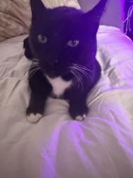 Reunited Male Cat last seen Lockwood & 112th (Kanaka Creek Way), Maple Ridge, BC V2W 1G8