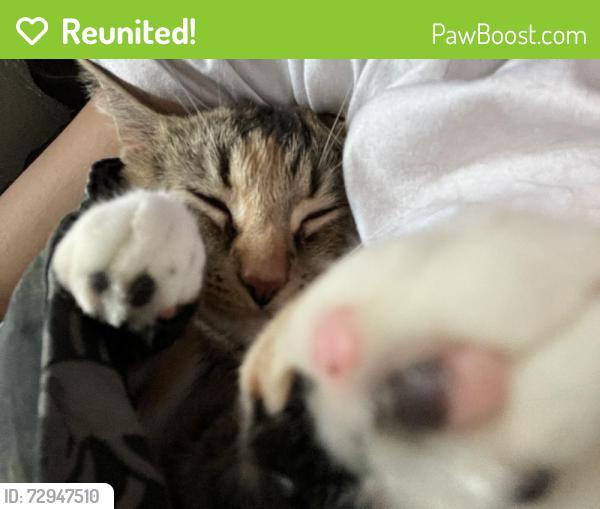 Reunited Female Cat last seen Near Prevost St, Detroit, MI 48227, USA, Detroit, MI 48227