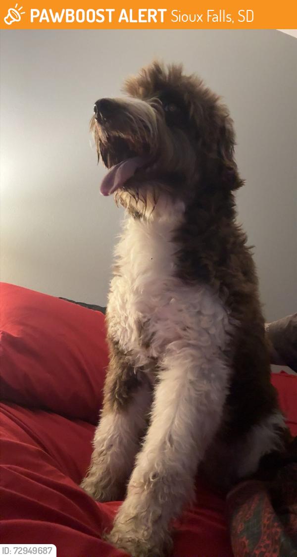 Found/Stray Female Dog last seen Was wandering through the intersection of E 41st and S Bahnson ave , Sioux Falls, SD 57103