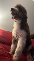 Found/Stray Female Dog last seen Was wandering through the intersection of E 41st and S Bahnson ave , Sioux Falls, SD 57103