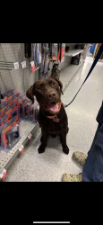 Reunited Male Dog last seen North bryan, Bryan, TX 77803