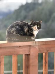 Lost Female Cat last seen Weimar cross road, Colfax, CA 95713
