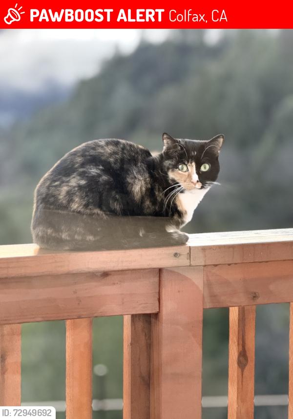 Lost Female Cat last seen Weimar cross road, Colfax, CA 95713