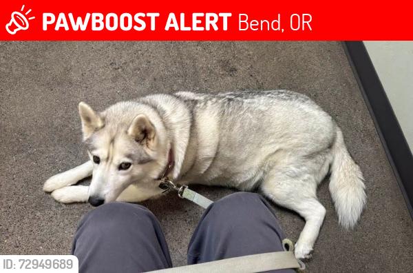 Lost Female Dog last seen Reed Market and 27th Street, Bend, OR 97702