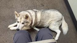 Lost Female Dog last seen Reed Market and 27th Street, Bend, OR 97702
