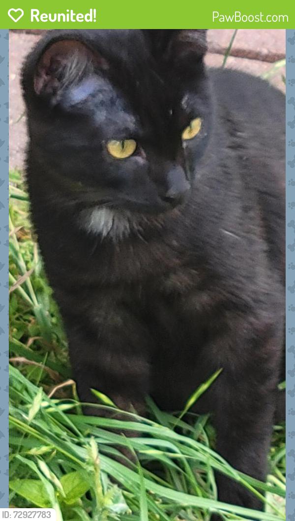 Reunited Male Cat last seen West Ave and Arroya Vista Dr, San Antonio, TX 78213