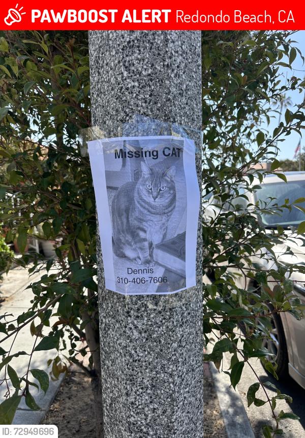 Lost Female Cat last seen Esplanade / Sapphire , Redondo Beach, CA 90277