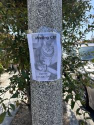 Lost Female Cat last seen Esplanade / Sapphire , Redondo Beach, CA 90277