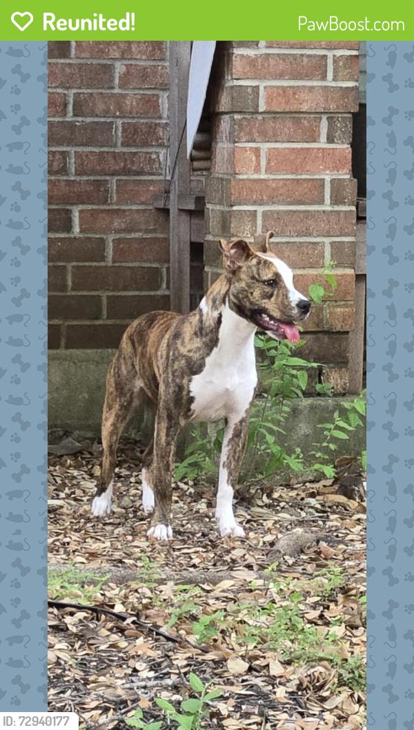 Reunited Female Dog last seen REDWOOD VALLEY AND SONORA PASS, Helotes, TX 78023