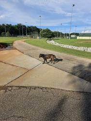 Found/Stray Male Dog last seen McCurry park , Fayette County, GA 30214
