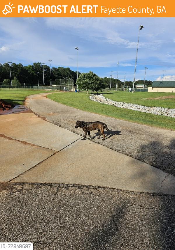 Found/Stray Male Dog last seen McCurry park , Fayette County, GA 30214
