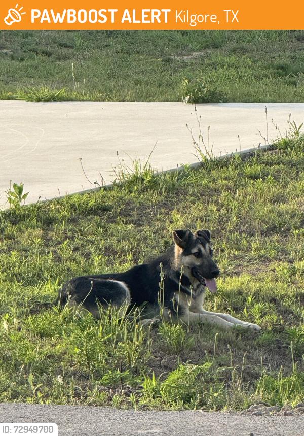 Found/Stray Unknown Dog last seen The Reserve at Sun Acres Kilgore , Kilgore, TX 75662
