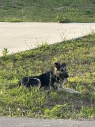 Found/Stray Unknown Dog last seen The Reserve at Sun Acres Kilgore , Kilgore, TX 75662