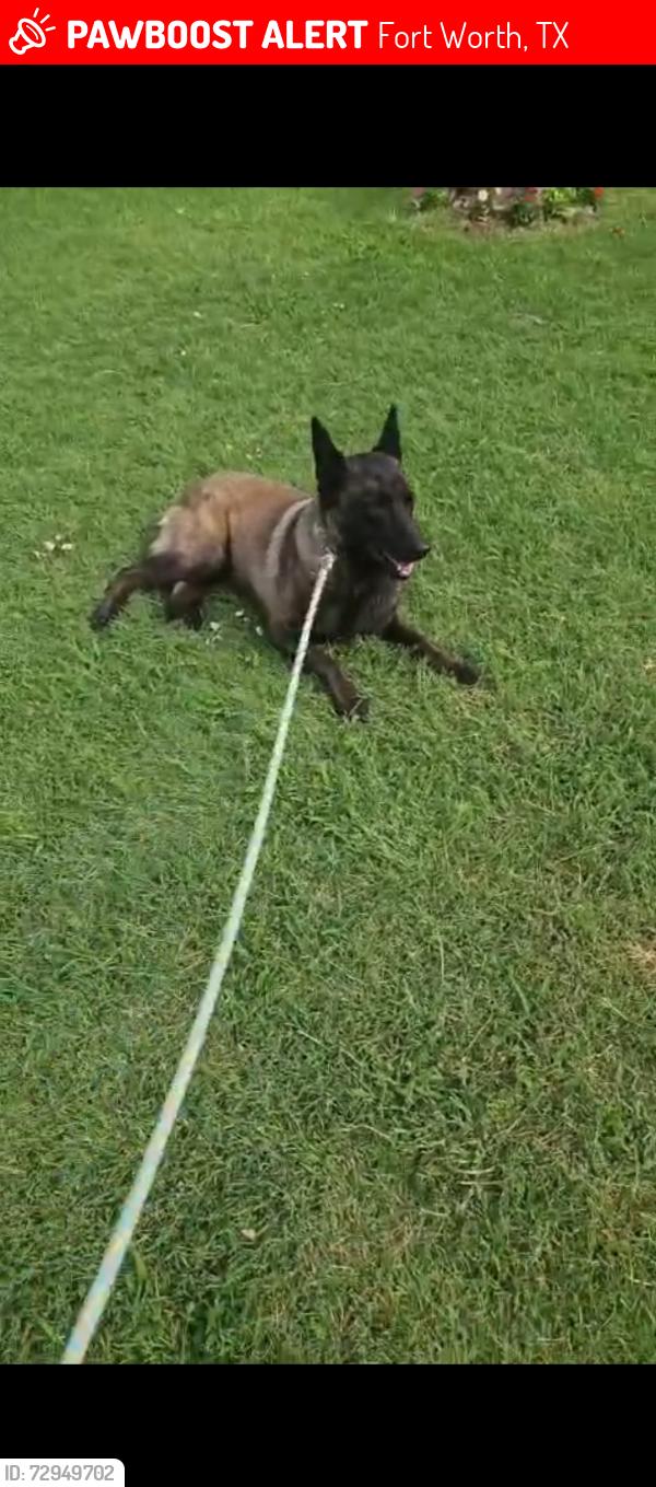 Lost Male Dog last seen Mccart drive , Fort Worth, TX 76133