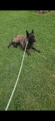 Lost Male Dog last seen Mccart drive , Fort Worth, TX 76133