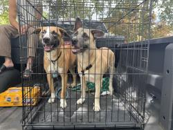 Found/Stray Female Dog last seen Susie drive canyon lake tx , Canyon Lake, TX 78133
