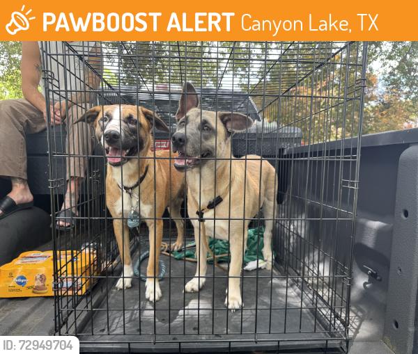 Found/Stray Female Dog last seen Susie drive canyon lake tx , Canyon Lake, TX 78133