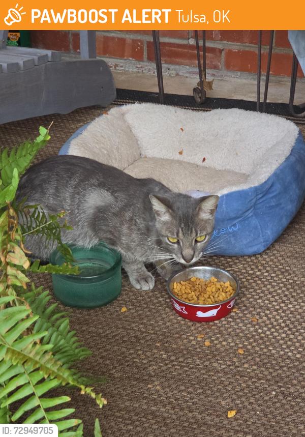 Found/Stray Male Cat last seen 46th and Yale, Tulsa, OK 74135