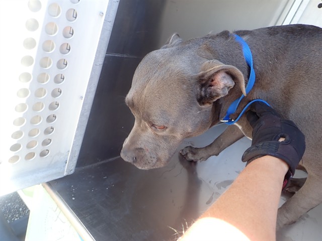 Shelter Stray Female Dog last seen , Tucson, AZ 85745