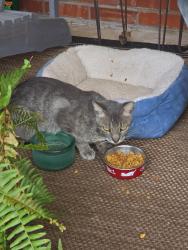 Found/Stray Male Cat last seen 46th and Yale, Tulsa, OK 74135