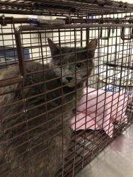Shelter Stray Unknown Cat last seen Near BLOCK W 114TH WAY, Brighton, CO 80601