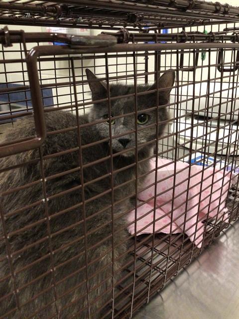 Shelter Stray Unknown Cat last seen Near BLOCK W 114TH WAY, Brighton, CO 80601