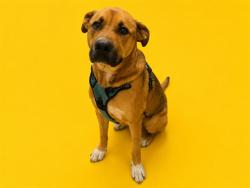 Shelter Stray Male Dog last seen Near BLOCK KENDALE LAKES, Doral, FL 33122