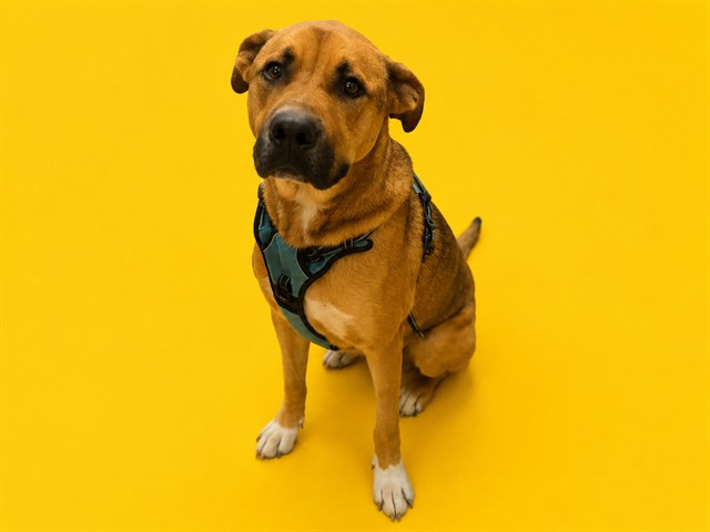 Shelter Stray Male Dog last seen Near BLOCK KENDALE LAKES, Doral, FL 33122