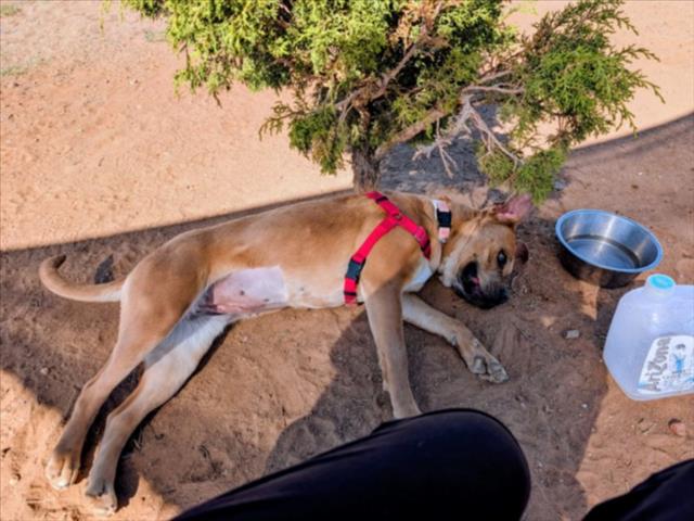 Shelter Stray Female Dog last seen Near BLOCK S ST FRANCIS DR/ ZIA RD SANTA FE NM 87505, Santa Fe, NM 87507