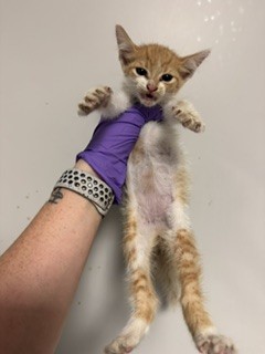 Shelter Stray Male Cat last seen LAS  8701 SW 97 TER, Doral, FL 33122