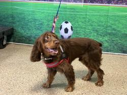 Shelter Stray Male Dog last seen Near BLOCK NW 103 ST, Doral, FL 33122