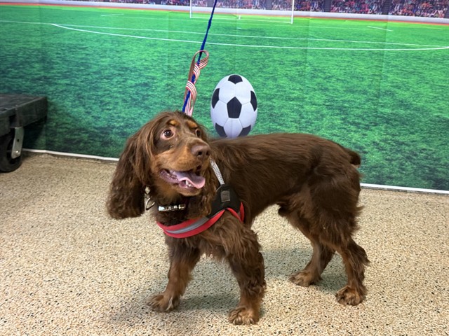 Shelter Stray Male Dog last seen Near BLOCK NW 103 ST, Doral, FL 33122