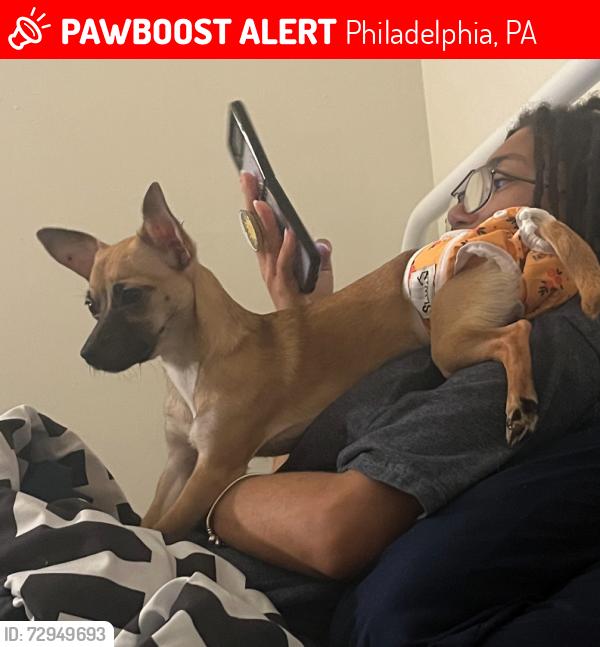 Lost Female Dog last seen Pizza Fresh, Philadelphia, PA 19134