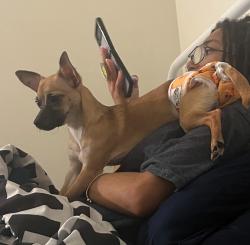 Lost Female Dog last seen Pizza Fresh, Philadelphia, PA 19134