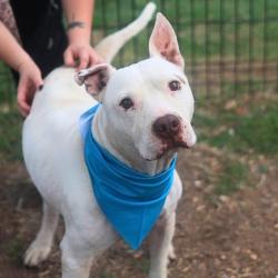 Shelter Stray Male Dog last seen Near BLOCK SILVERTIP, San Antonio, TX 78227
