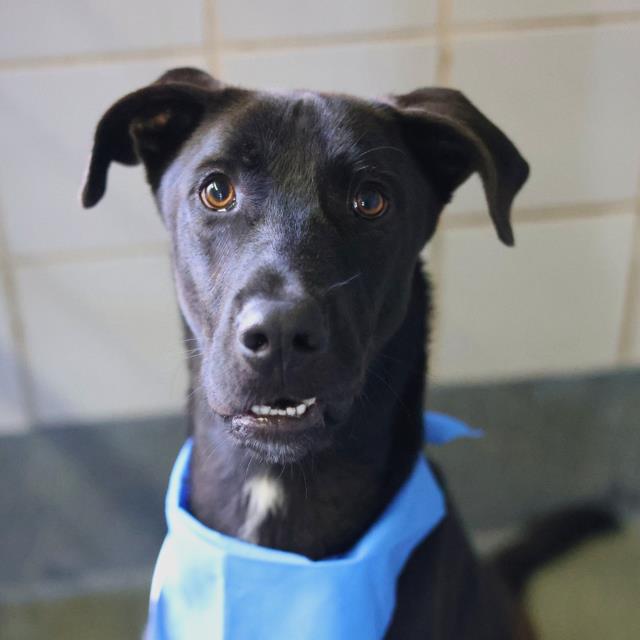Shelter Stray Male Dog last seen Near BLOCK LOCKHILL SELMA, San Antonio, TX 78227