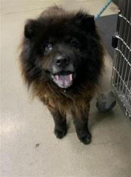 Shelter Stray Male Dog last seen Near BLOCK W SHAW AVE, FRESNO CA 93711 3225, Fresno, CA 93727