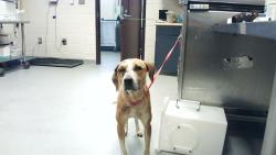 Shelter Stray Female Dog last seen , Fayetteville, NC 28306