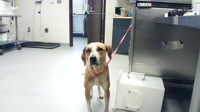 Shelter Stray Female Dog last seen , Fayetteville, NC 28306
